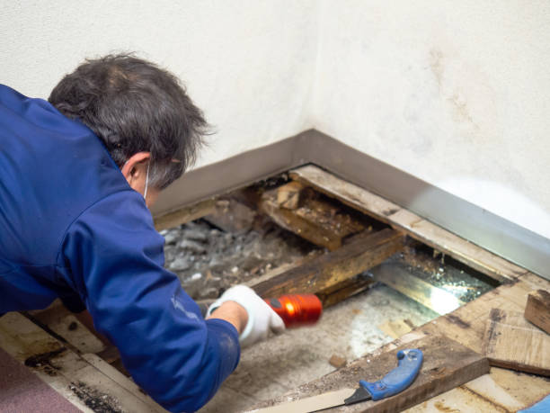 Norwalk, IA Mold Removal Company