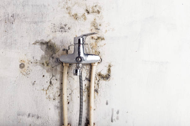 Best Affordable Mold Removal  in Norwalk, IA