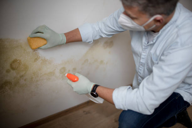 Certified Mold Removal in Norwalk, IA