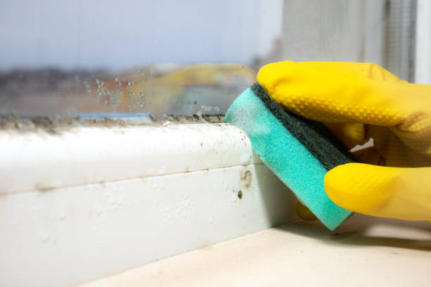Best Mold Damage Repair  in Norwalk, IA